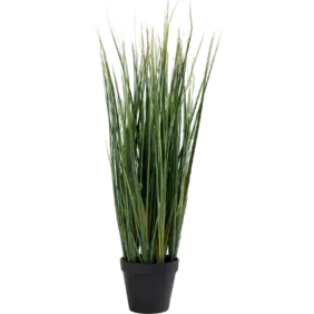 lemon-grass